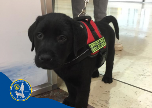 Immagine Doni una pettorina ad un cucciolo