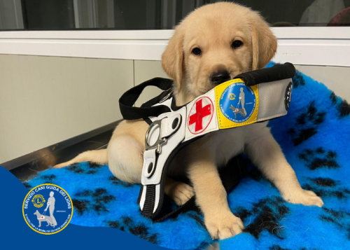Immagine Contribuisci alla formazione di un cucciolo