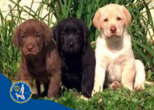 Immagine Sponsorizzazione, dai un nome al cucciolo,e il contributo per la crescita di quel cucciolo