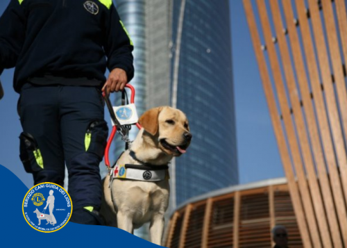 Immagine Contributo per l’addestramento di un cane guida 
