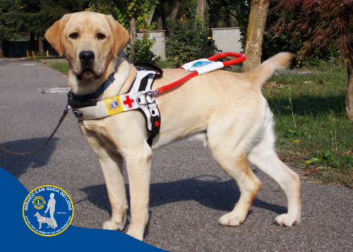 Immagine Sponsorizzazione del 50% per la donazione di un cane guida ad un non vedente